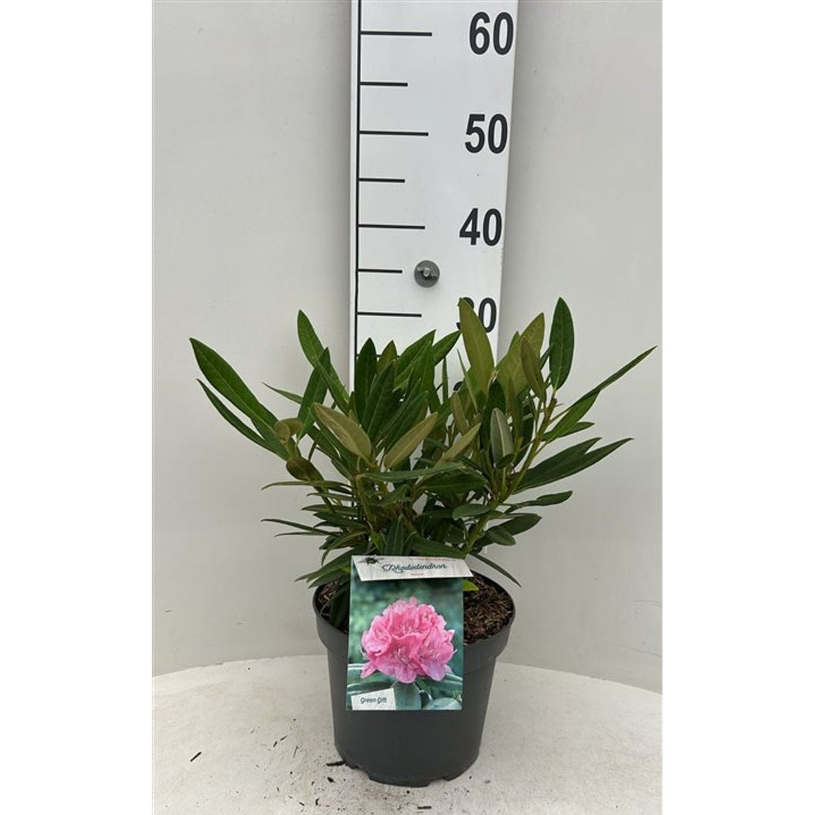 Rhododendron – Rhododendron (AC); 'Anna' - C5 30-40 CM